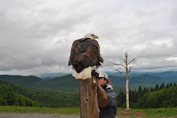 flying tremblant mont eagle birds bald mountains soaring fly prey
