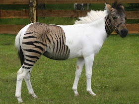 Funny And Cute Animals: Zorse | Cute & Funny Fresh Photos-Images