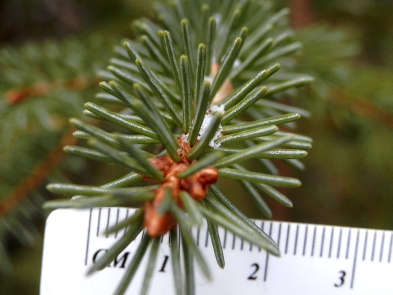 Ain't Life Wild? How to tell balsam fir from spruce