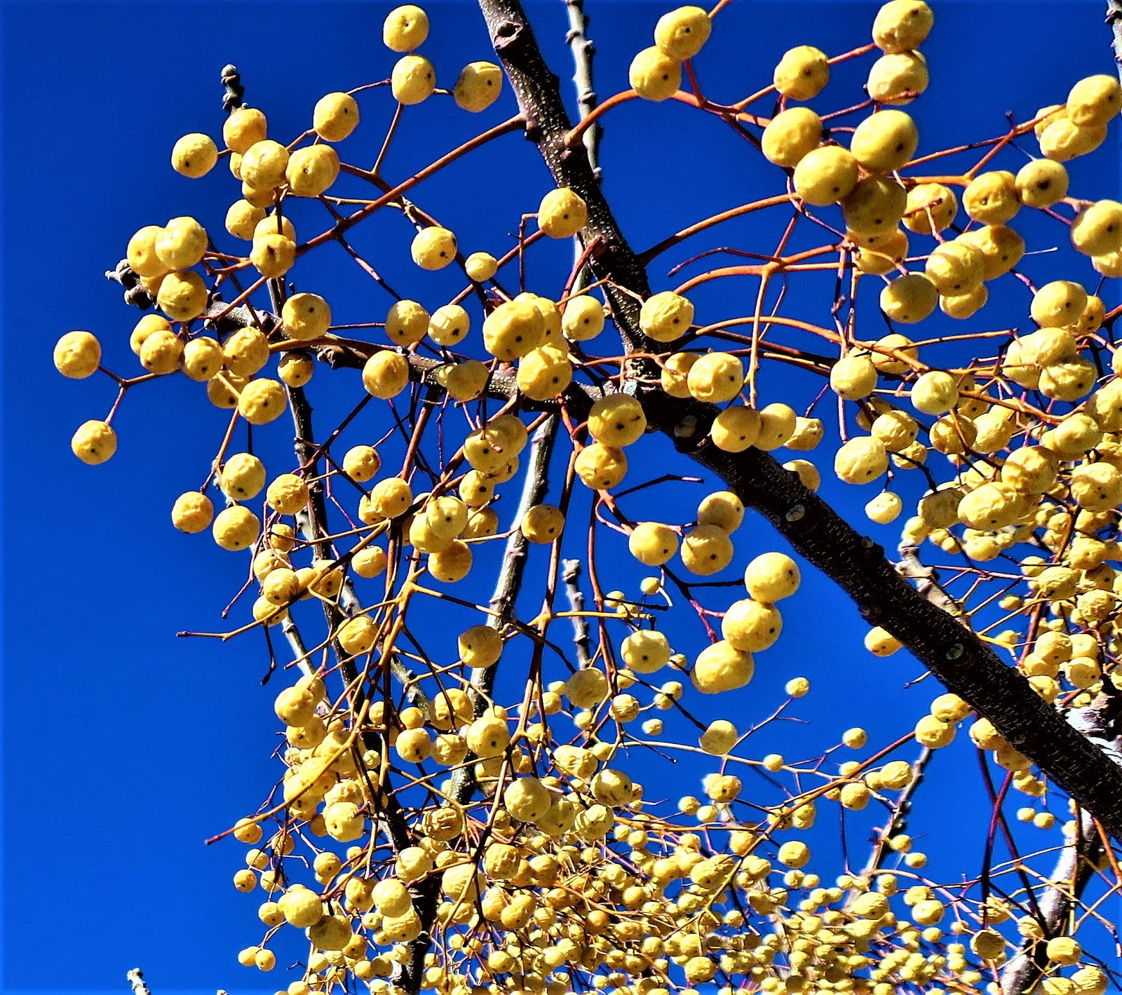 Living Rootless El Paso Chinaberry on a Blue Plate