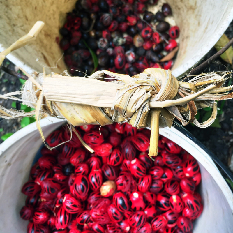 Harvesting nutmeg in Grenada