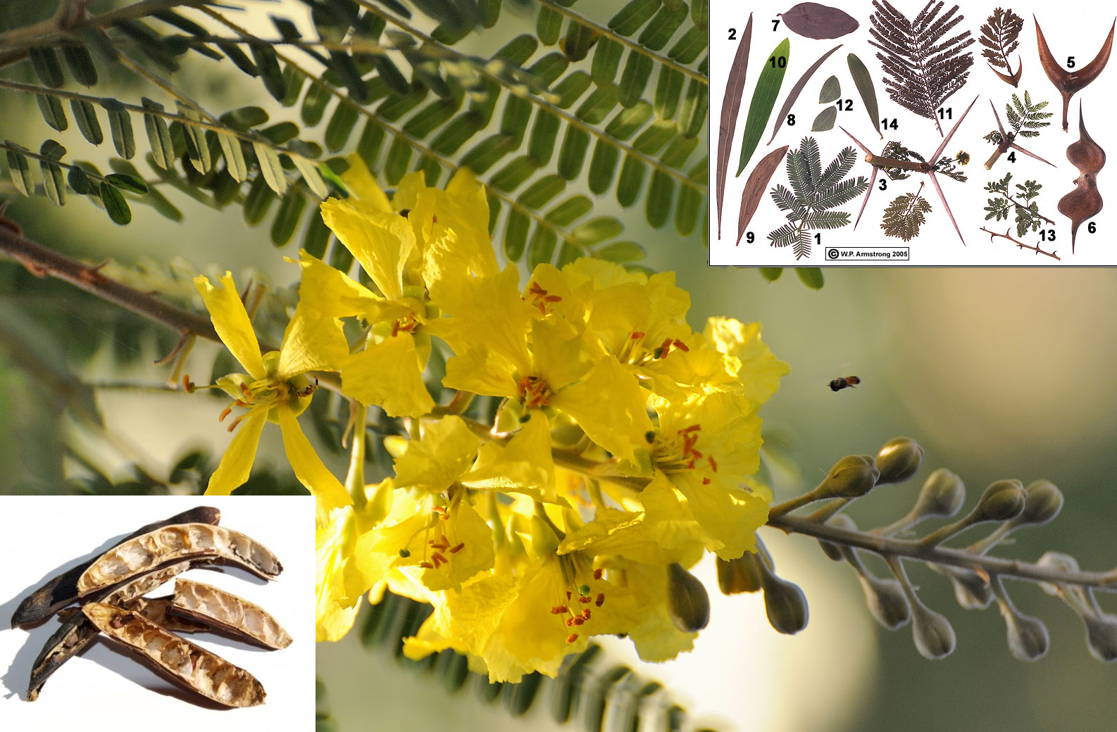 Biodiversity Science Acacia conservation