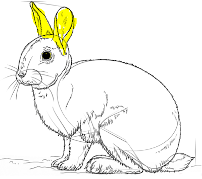 Einen hasen zeichnen - hasen und kaninchen zeichnen | ganz einfach