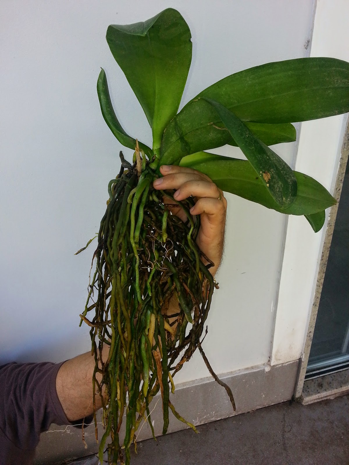Paixão por orquídeas - Meu orquidário: Minha Phalaenopsis: abundante  sistema radicular.