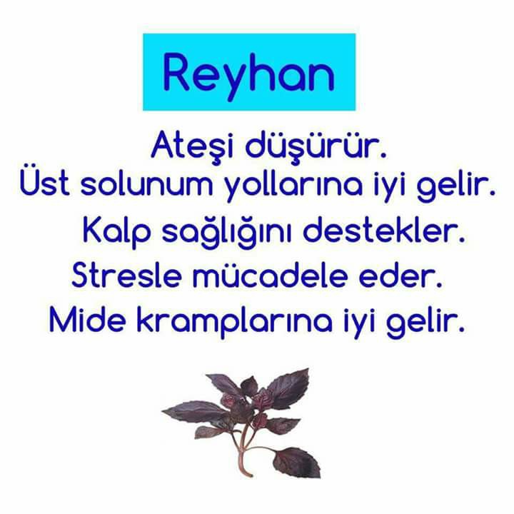 Sifa Ayetleri Ve Dualari Reyhan Atesi Dusurur Ust Solunum Yollari Iyi Gelir