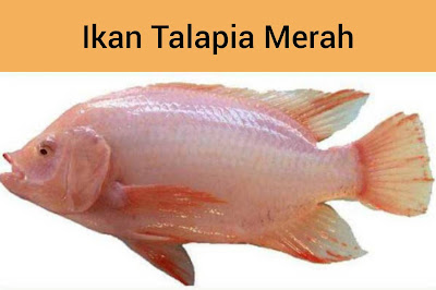 Ikan Talapia Merah