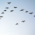 Γνωρίζετε γιατί… τα σμήνη πουλιών πετούν σε σχηματισμό V ;
