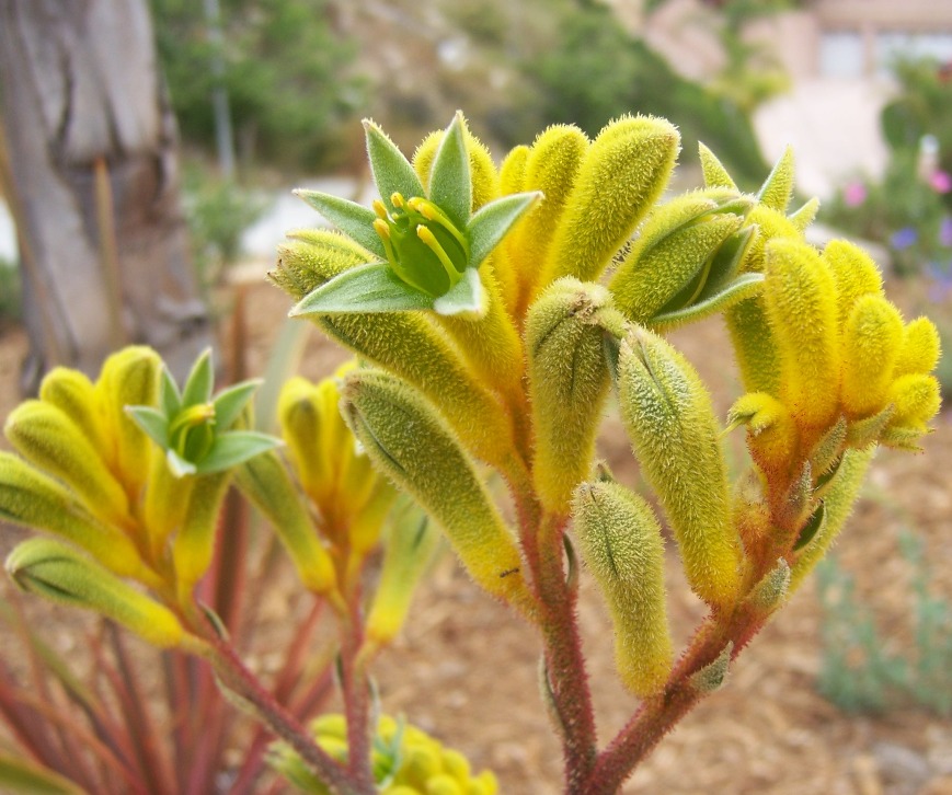 The 2 Minute Gardener Photo Yellow Kangaroo Paw (Anigozanthos