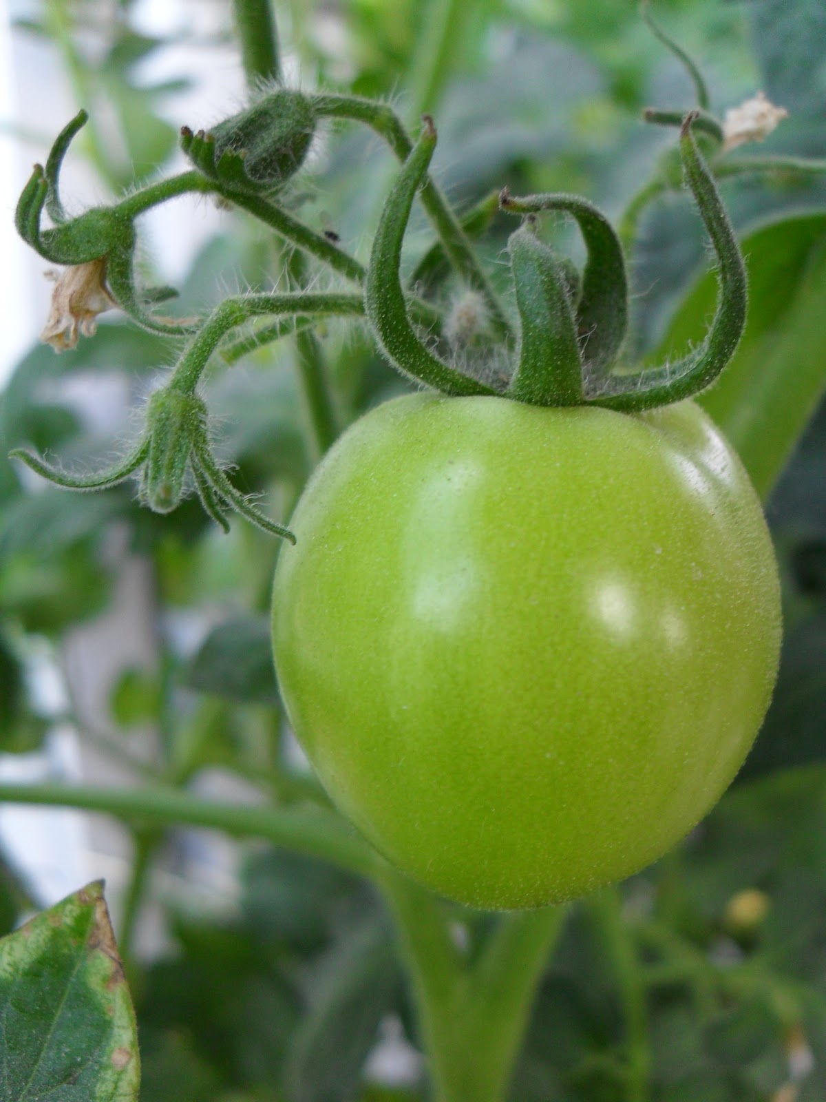 Mein grüner Kleingarten: grüne Tomaten