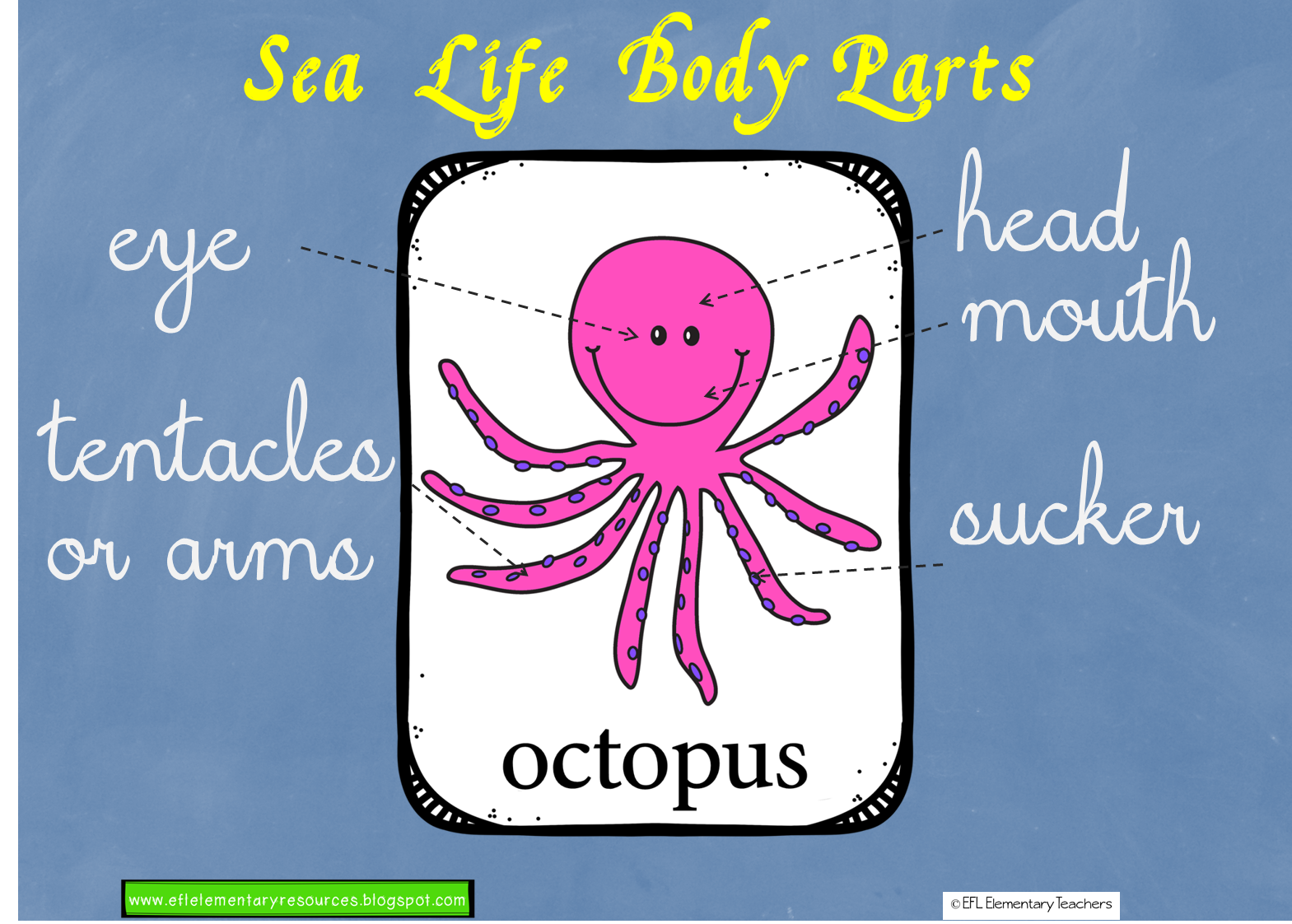 EFL Elementary Teachers Sea, ocean or Underwater Animals Unit for Elementary ESL