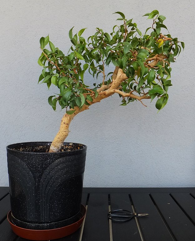Bonsai drugie przycinanie Fikusy, storczyki, bonsai, draceny, a