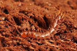 insects centipede millipedes stone insect centipedes bug legs beneficial multitude blame rain ncsu typical wings
