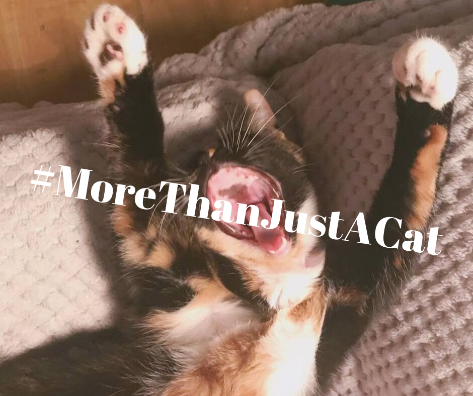 MANAGING YOUR MENTAL HEALTH WHEN YOUR PET IS POORLY IN COLLABORATION