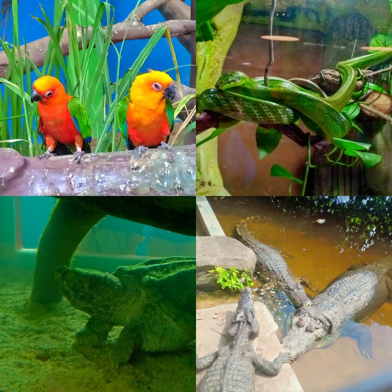 Pergi Taman Rama-rama & Reptilia Melaka - Cerita Ceriti 