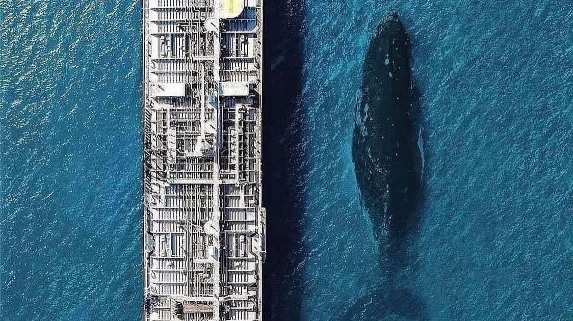 Кит под мостом в канаде