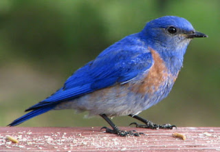 bluebird