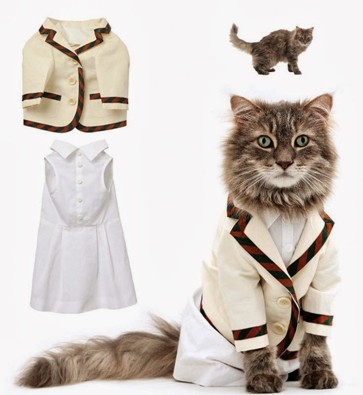 котики мода милые модные. котики и высокая мода. кошка в бандане. кошачий показ мод. показ мод коты.