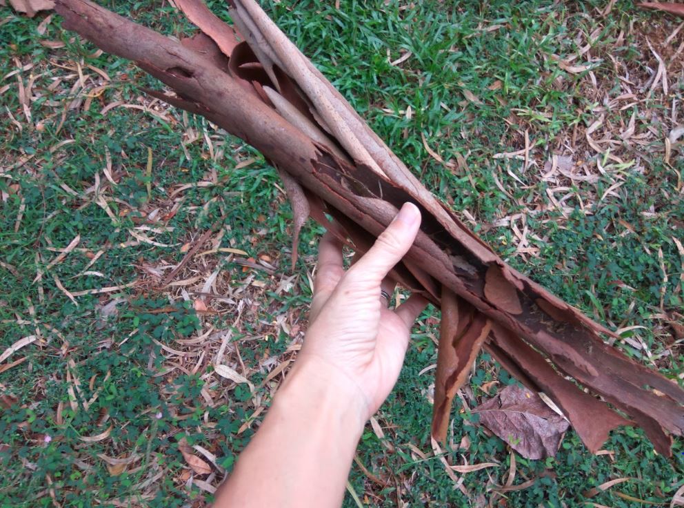 Discovering Local Dyes - Mango and Eucalyptus