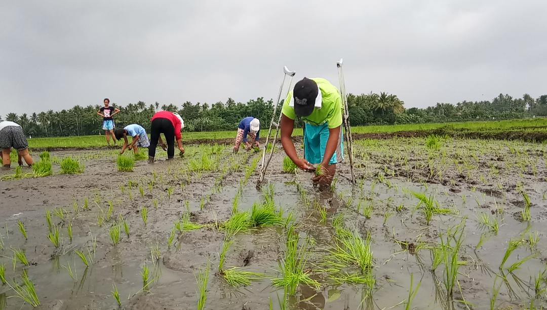 Ronda Balita: 21 ANYOS NA LALAKING PUTOL ANG KANAN HITA NAGTATANIM NG PALAY