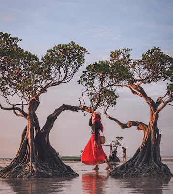 Dancing tree, pantai walakiri, sumba, pantai di sumba timur, sumba timur