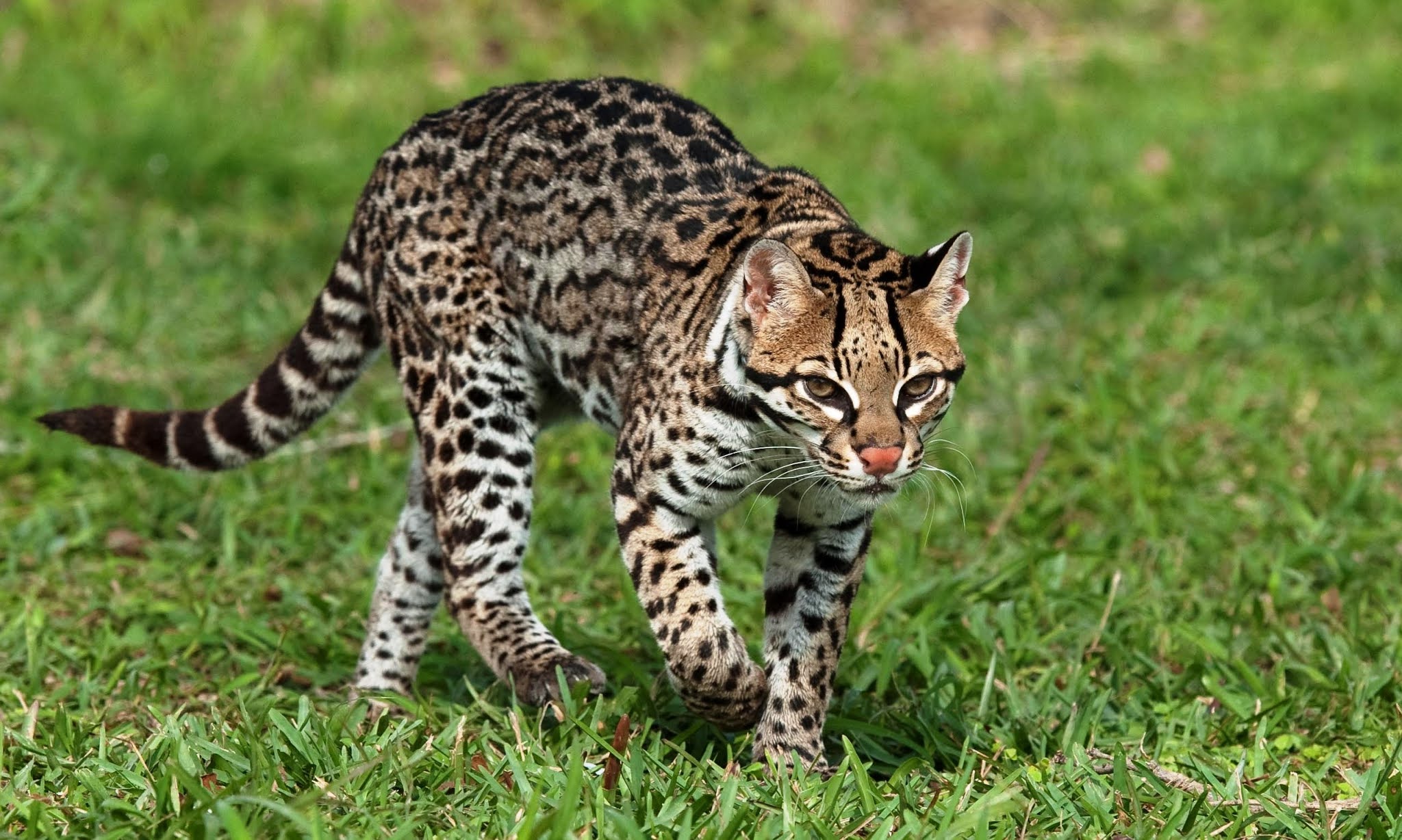 Ocelot cat, Leopardus pardalis, Is an ocelot dangerous animal?