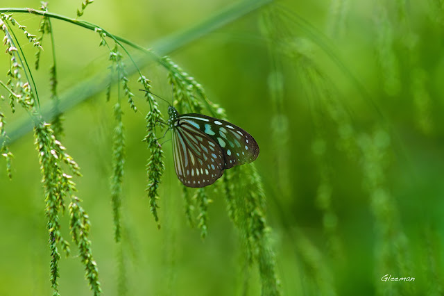 雞南山散步，琉球青斑蝶