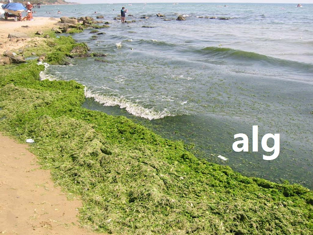 alg