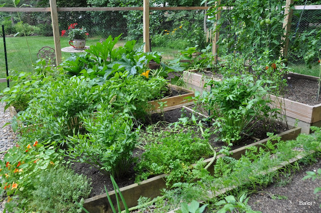 Gardeners with kids: The vegetable garden fence
