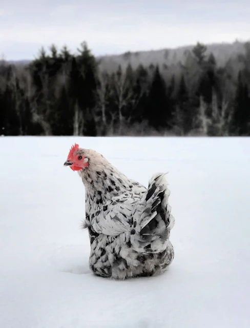 chicken in snow