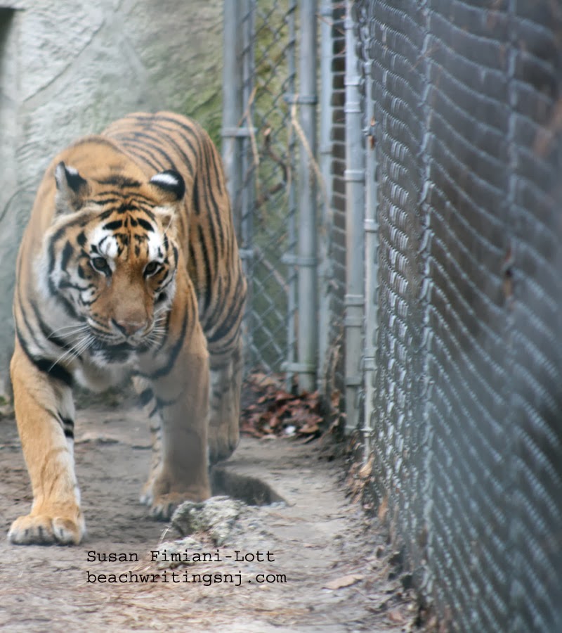 NamesOnTheJerseyShore Popcorn Park Zoo