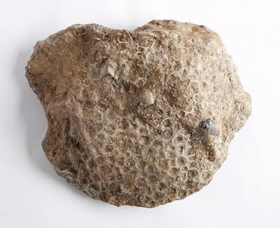 Coral fósil
