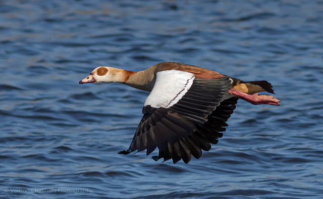 Egyptian goose in flight - Table Bay Nature Reserve