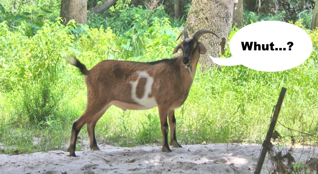 Tammany Family Kayaks Come To Chimes