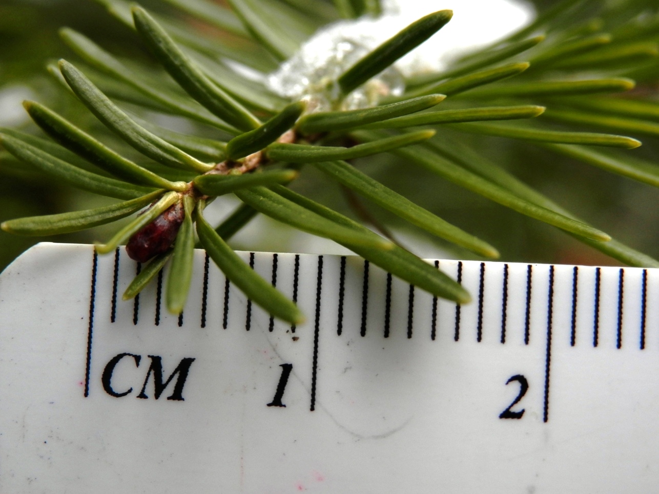 Ain't Life Wild? How to tell balsam fir from spruce