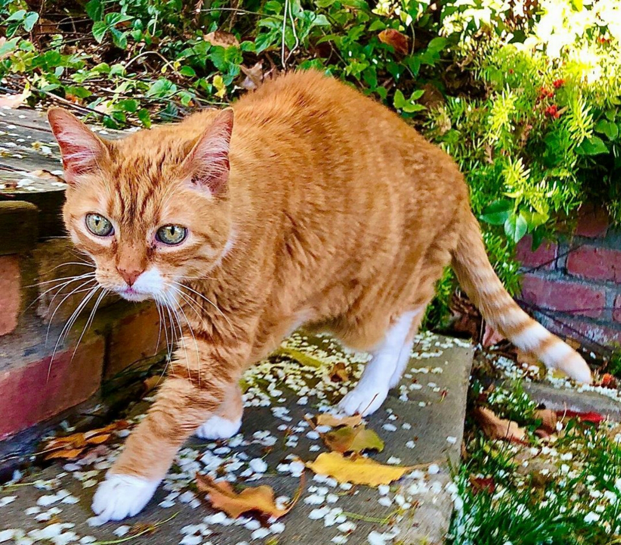 Down Syndrome Signs In Cats And Kittens