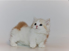 Munchkin Cat for Sale