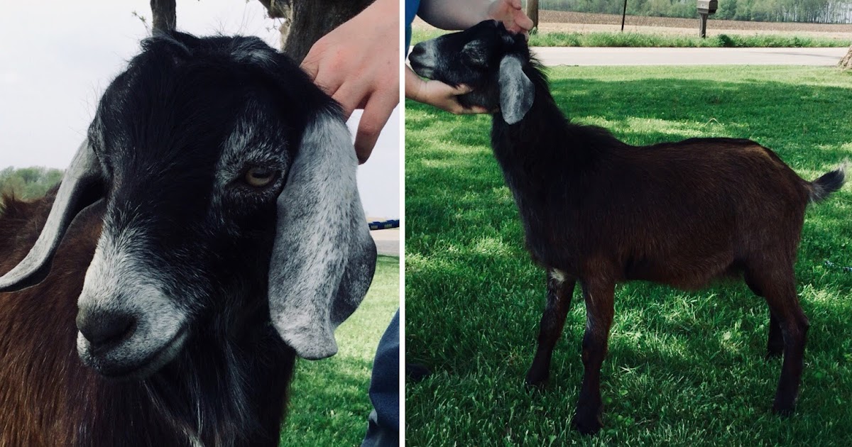 Still Waters Farm LLC Dairy Goats For Sale Bucks