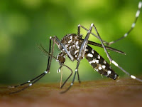 Body Lotion Cara Alami Mengusir Nyamuk