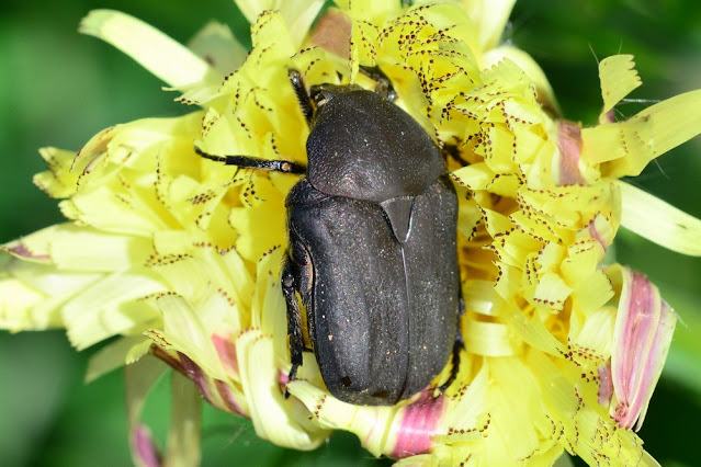 Protaetia morio Protaetia morio