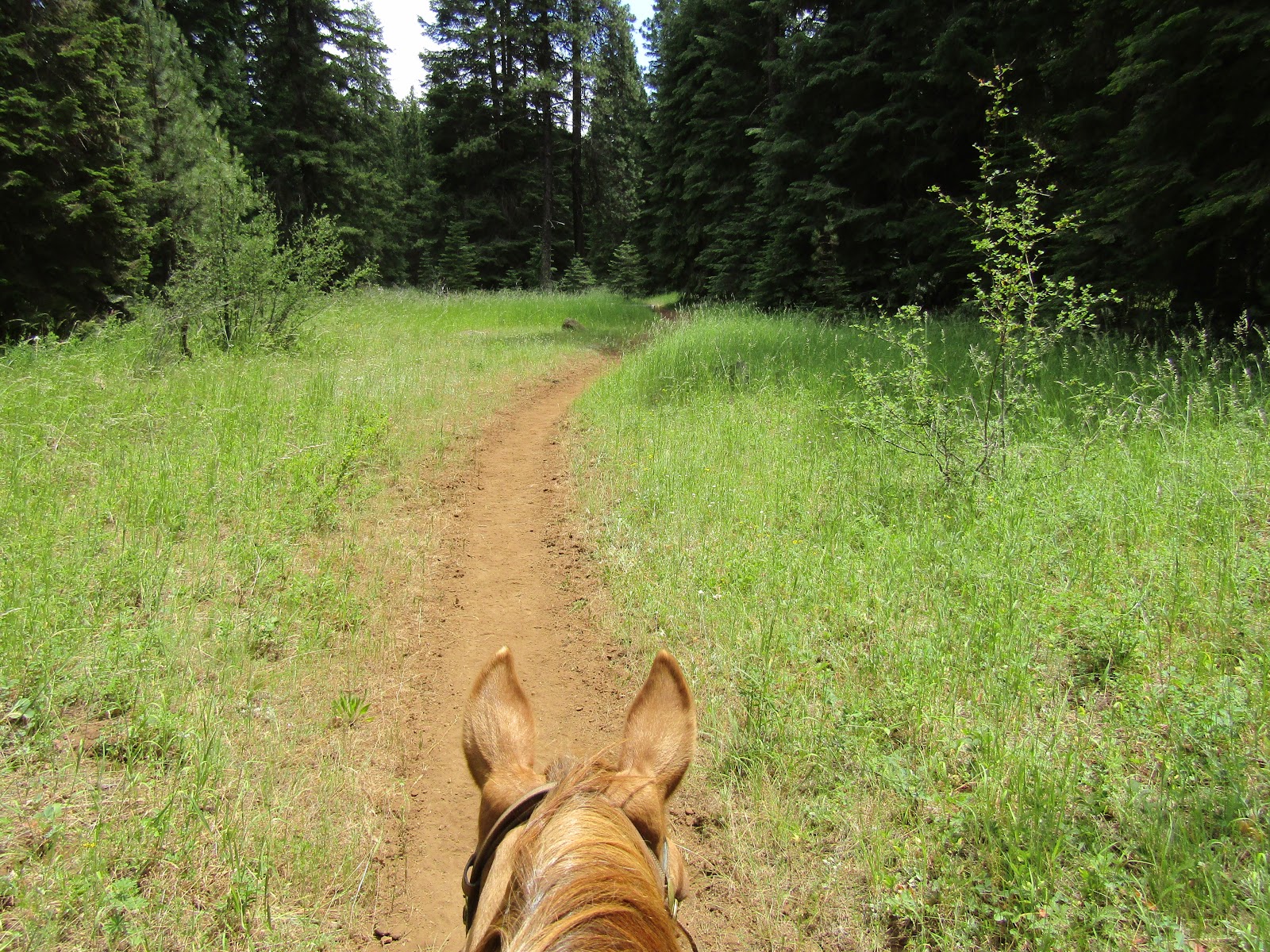Holly's Horse Tales and Trails Lily Glen Equestrian Park, Oregon