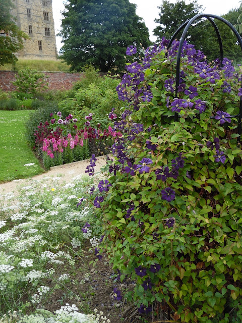 powojnik, clematis