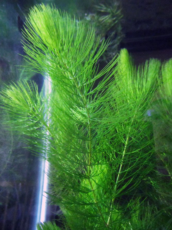 Hornwort plants for koi pond uk