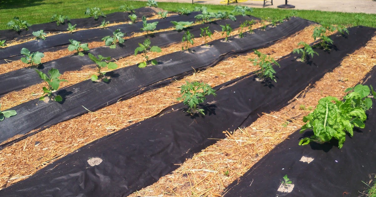 What Is A Weed Barrier Tips On How To Use Weed Barrier In The Garden