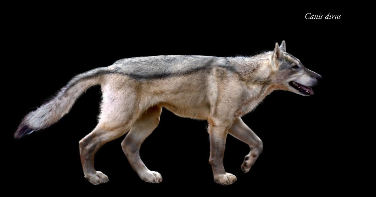 Mi blog Canis dirus El potente lobo prehistórico que conquistó América