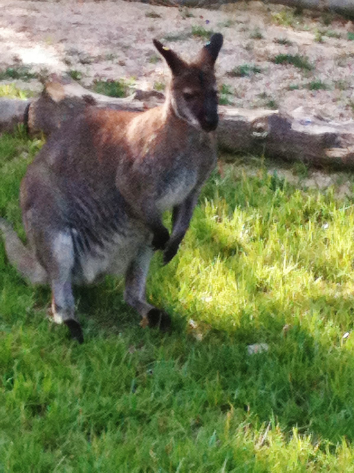 Sahurdan&hellip; Pabucun Düşünce Dünyası