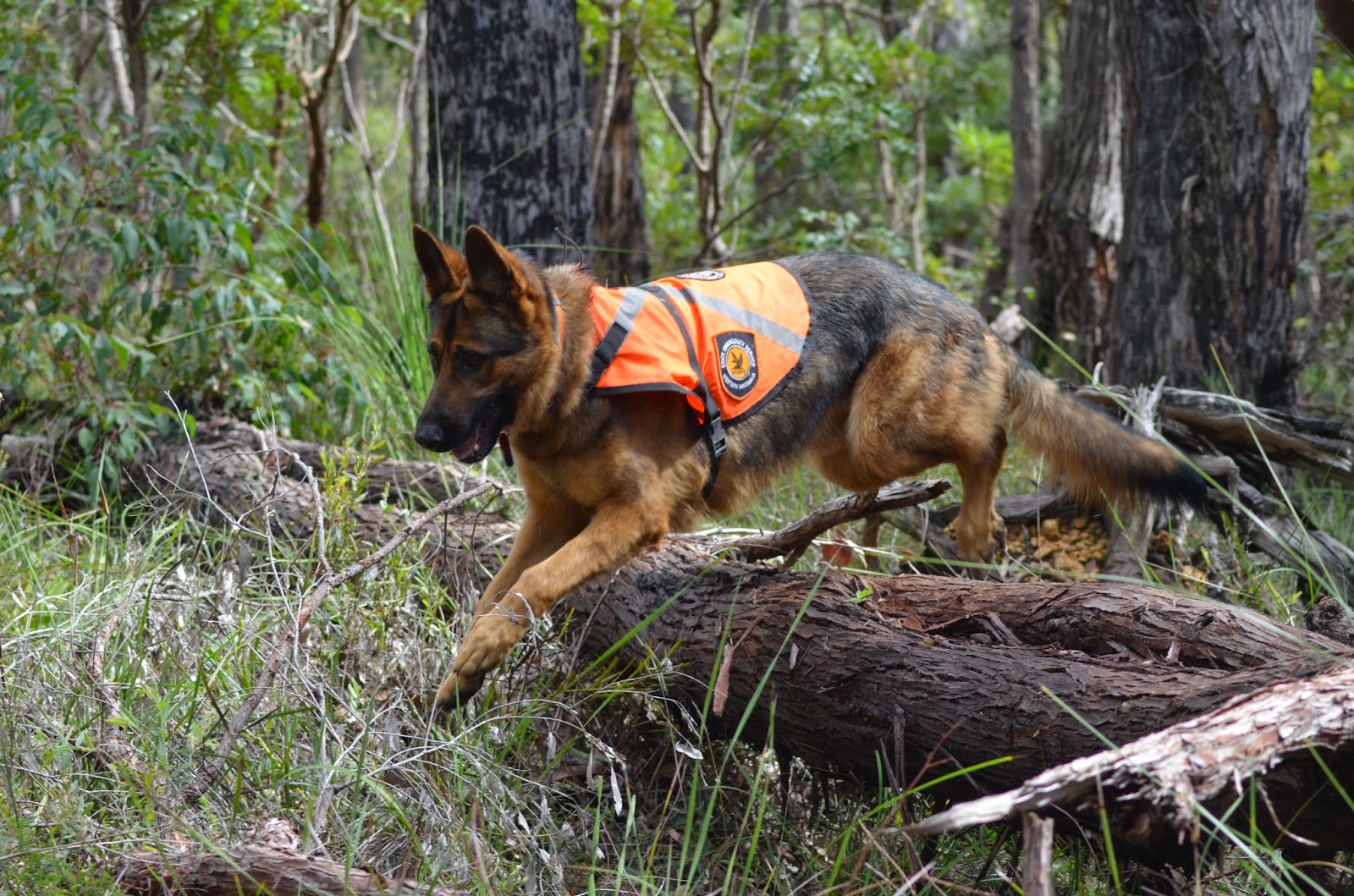 Search and Rescue Dogs Western Australian SES WA Canine Section Annual