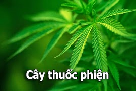 cay-thuoc-phien