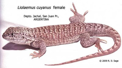 Lagartija cuyana (Liolaemus cuyanus)