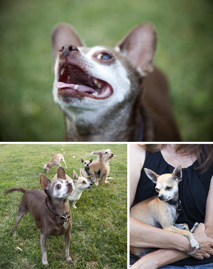 Miniature Rhino For the love of dogs...