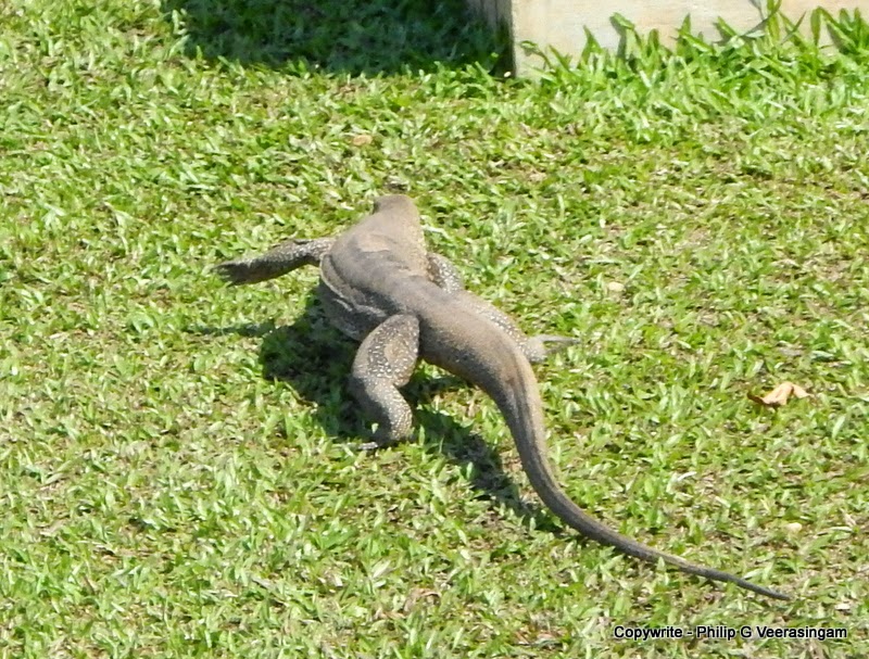 philipveerasingam A 'Thalagoya' S, 'Udumbu' T Varanus bengalensis